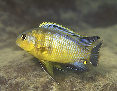 Tropheops sp. 'mbenji yellow' Mbenji Island